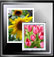 Digital pictures recovery software